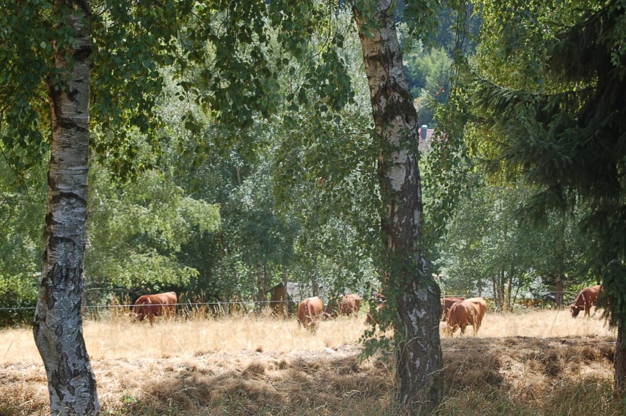 Behagliches Ferienhaus Zaunkoenig -Mit Kamin Und Sauna Tanne Zewnętrze zdjęcie